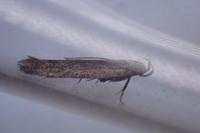 Monochroa