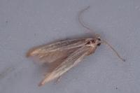 Coleophora flavipennella