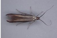 Coleophora mayrella