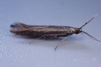 Coleophora mayrella