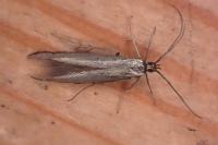Coleophora deauratella