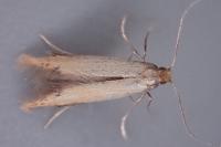 Coptotriche marginea