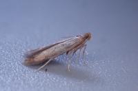 Coptotriche marginea