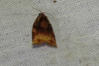 Archips podana