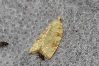 Aleimma loeflingiana
