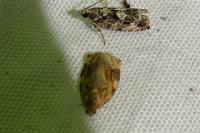 Archips xylosteana