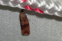 Celypha striana