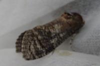 Cossus cossus