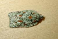 Acleris literana