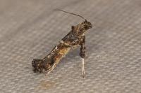 Gracillaria loriolella