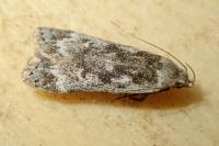 Anacampsis