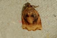 Archips podana