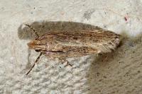 Aroga velocella