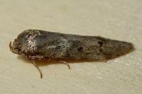 Blastobasis glandulella
