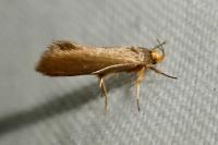 Crassa unitella