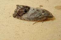 Cydia splendana