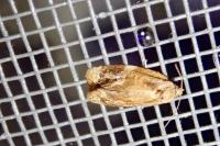 Ditula angustiorana