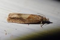 Eucosma conterminana