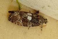 Eudemis profundana