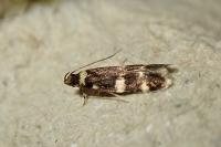 Oegoconia