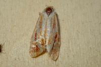 Rhyacionia