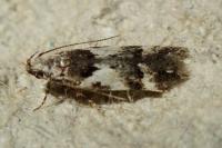 Teleiodes luculella