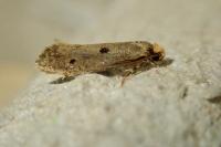 Tinea trinotella