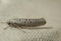 Yponomeuta sedella