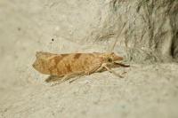 Ypsolopha sylvella