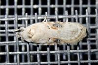 Agonopterix alstroemeriana