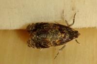 Ditula angustiorana