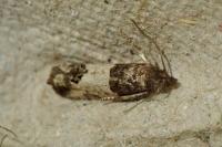 Spilonota ocellana