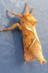 Triodia sylvina