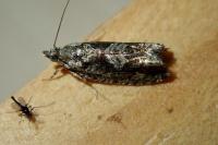 Zeiraphera isertana