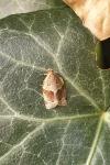 Clepsis dumicolana