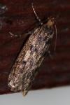 Hofmannophila pseudospretella