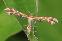 Oxyptilus