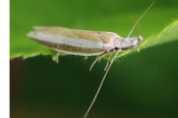 Pleurota aristella
