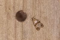 Phalonidia contractana
