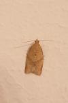 Clepsis consimilana