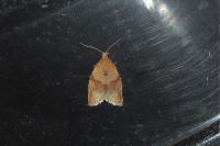 Clepsis consimilana
