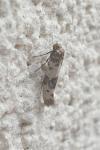Enolmis acanthella