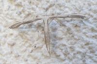 Emmelina monodactyla
