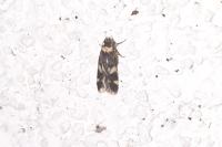 Oegoconia
