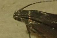 Glyphipterix equitella/umbilici