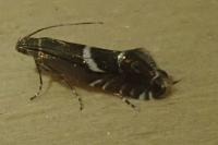 Glyphipterix equitella/umbilici