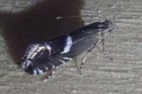 Glyphipterix equitella/umbilici