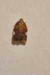 Acleris holmiana
