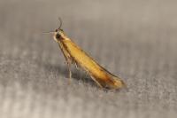 Coptotriche marginea