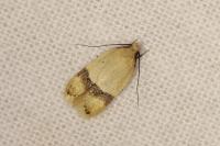 Odites kollarella